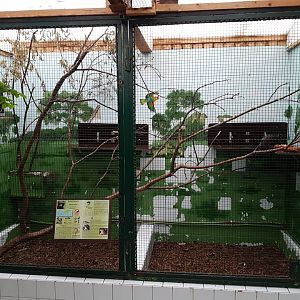 Indoor-enclosure Red-bellied tamarin