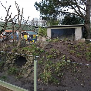Coati-enclosure