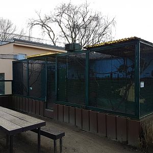 Outdoor-enclosure Red-bellied tamarin