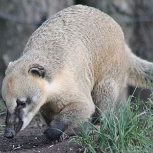 Coati