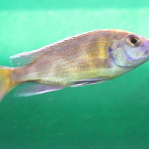 Haplochromis venustus
