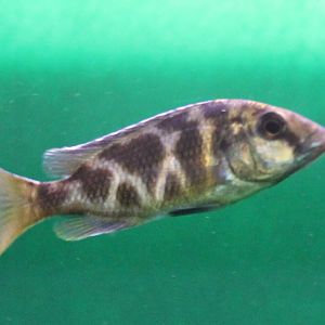 Haplochromis venustus