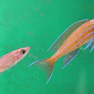 Paracyprichromis nigripinnis