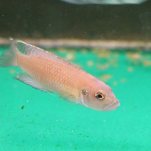 Neolamprologus brevis