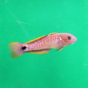 Tateurndina ocellicauda