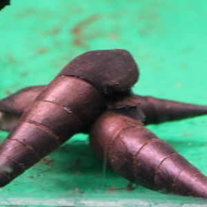 Black devil snails - Faunus ater