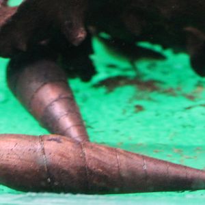 Black devil snails - Faunus ater