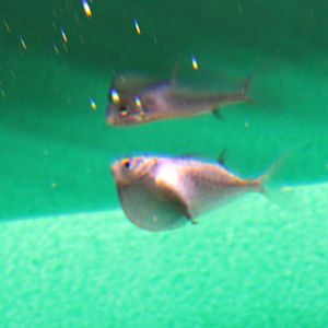Spotfin hatchetfish - Thoracocharax stellatus