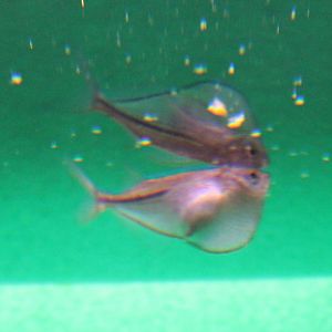 Common hatchetfish - Gasteropelecus sternicla