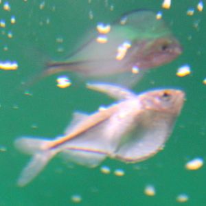Common hatchetfish - Gasteropelecus sternicla