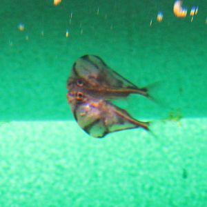 Marbled hatchetfish - Carnegiella strigata