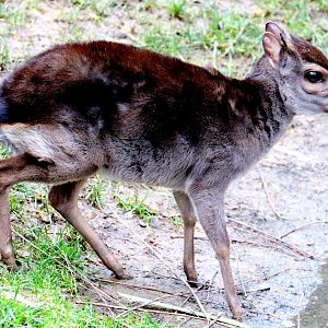 Blue duiker; Colchester; 13th January 2018