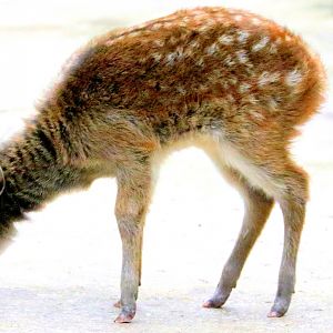 Young Prince Alfred's deer; Colchester; 13th January 2018