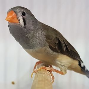 Timor zebrafinch - Poephilla guttata guttata  - Female
