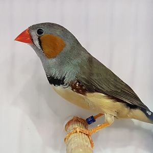 Timor zebrafinch - Poephila guttata guttata - Male