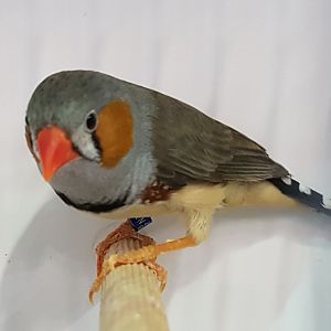 Timor zebrafinch - Poephila guttata guttata - Male