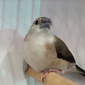 Indian silverbill - Euodice malabarica