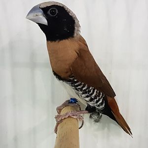 Dwarf chestnut-breasted mannikin - Lonchura castaneothorax sharpii