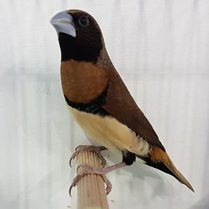 Chestnut-breasted mannikin - Lonchura castaneothorax