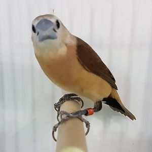 Yellow-rumped mannikin - Lonchura flaviprymna