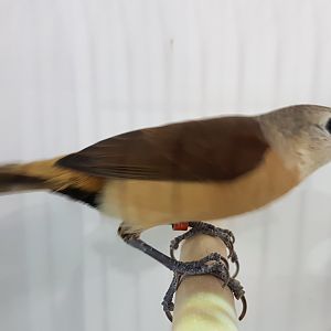 Yellow-rumped mannikin - Lonchura flaviprymna