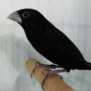 Black mannikin - Lonchura stygia