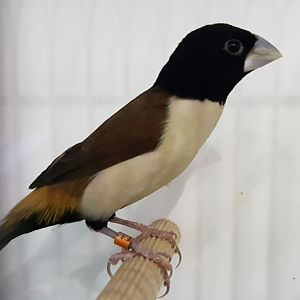 Hooded mannikin - Lonchura spectabilis