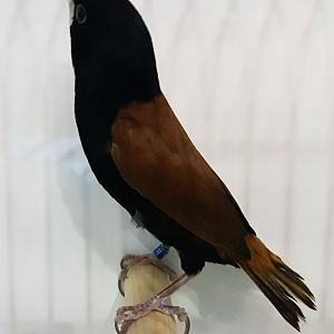 Great-billed mannikin - Lonchura grandis