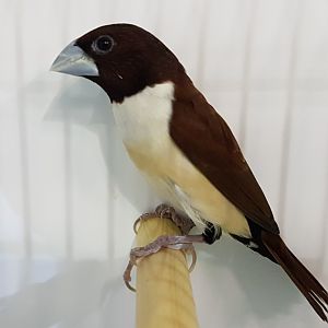 Chestnut-and-white mannikin - Lonchura quinticolor