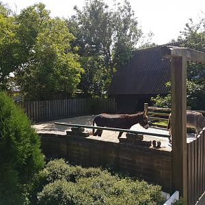 Donkey-enclosure