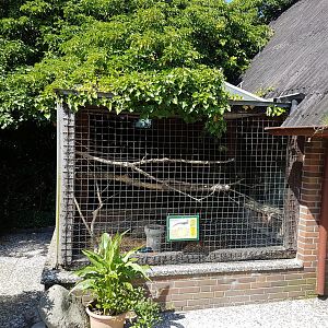 Lady Amherst pheasant