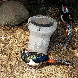 Lady Amherst pheasants