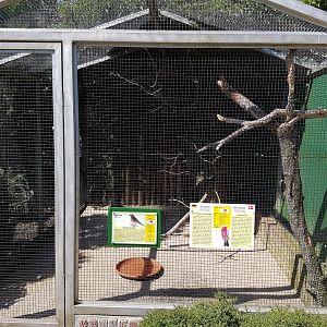 Galah - Zebrafinch-aviary