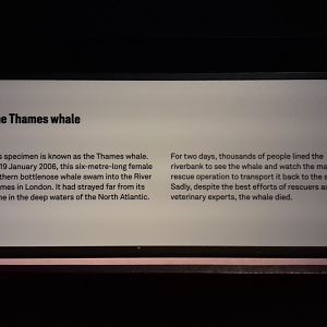 Whales: Beneath the Surface