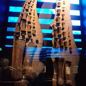 Whales: Beneath the Surface