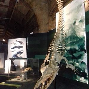 Whales: Beneath the Surface