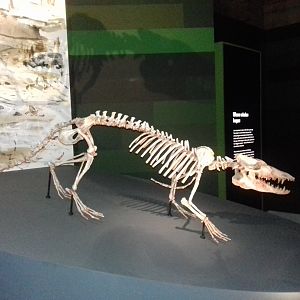 Whales: Beneath the Surface