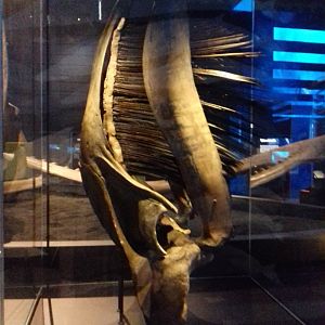 Whales: Beneath the Surface