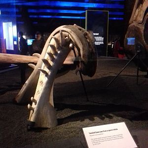 Whales: Beneath the Surface