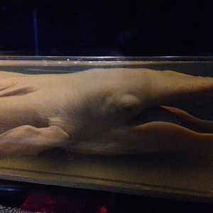 Whales: Beneath the Surface