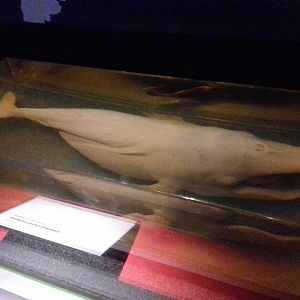 Whales: Beneath the Surface