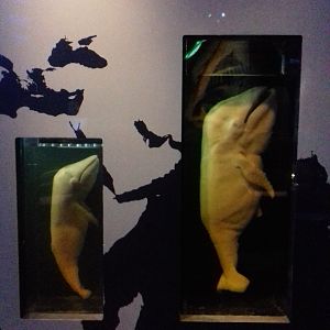 Whales: Beneath the Surface