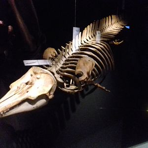 Whales: Beneath the Surface