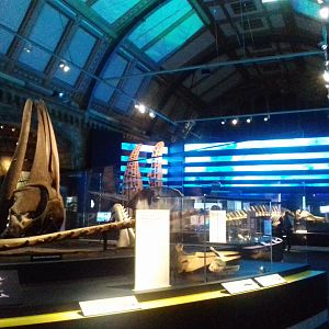 Whales: Beneath the Surface