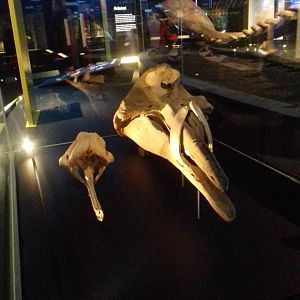 Whales: Beneath the Surface