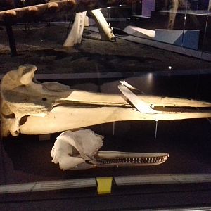 Whales: Beneath the Surface