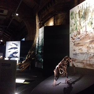 Whales: Beneath the Surface