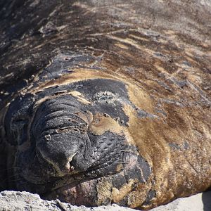 Southern elephant seal