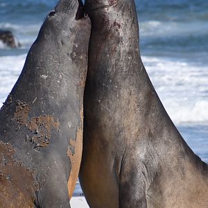 Southern elephant seals