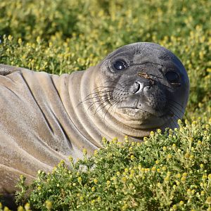 Southern elephant seal